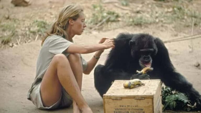 Guardian of Nature Dr. Jane Goodall Passes Away; Farewell to the Chimpanzees' Friend
